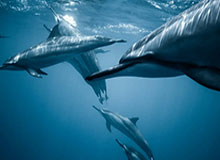 节目中连续近距离投篮打铁，丹尼-格林自嘲：这就是为啥我退役了